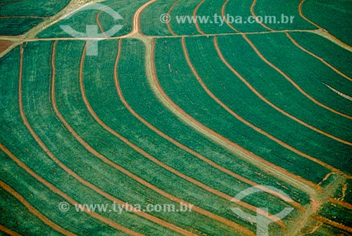  Subject: Plantation of soybeans / Place: Assis Chateaubriand city - Parana state (PR) - Brazil / Date: 2009 