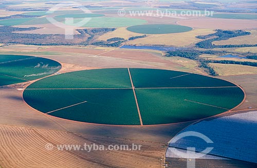  Subject: Coffee Plantation / Place: Luziânia city - Goias state (GO) - Brazil / Date: 2009 