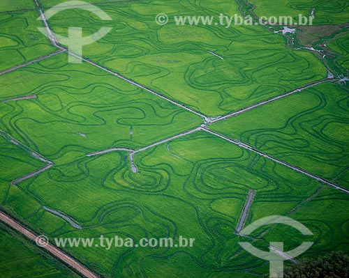  Subject: Plantation of rice / Place: Rio Grande city - Rio Grande do Sul state (RS) - Brazil / Date: 2009 