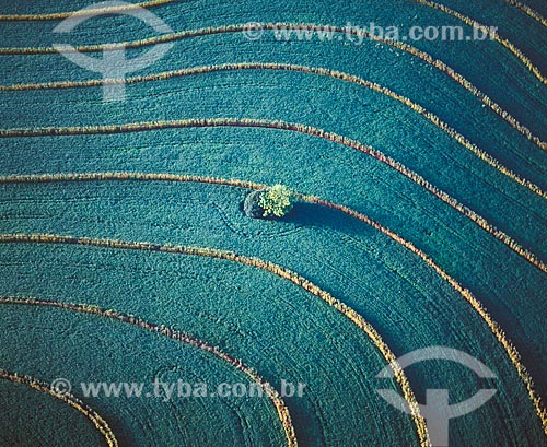  Subject: Plantation of soybeans and corn in level curves  / Place: Assis Chateaubriand city - Parana state (PR) - Brazil / Date: 2009 