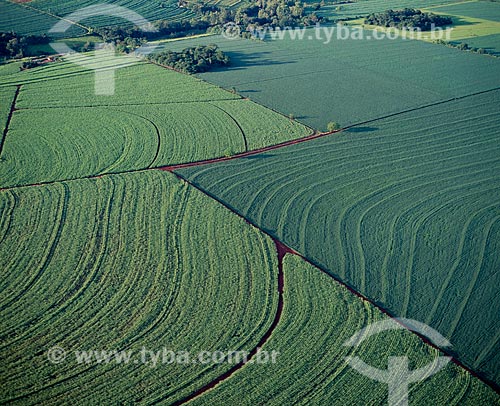  Subject: Plantation of corn and soybeans  / Place: Campo Mourao city - Parana state (PR) - Brazil / Date: 2009 