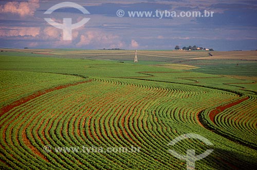  Subject: Plantation of soybeans / Place: Passo Fundo city - Rio Grande do Sul state (RS) - Brazil / Date: 2009 