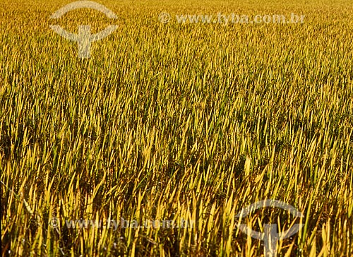  Subject: Plantation of rice  / Place: Pelotas city - Rio Grande do Sul state (RS) - Brazil / Date: 2009 