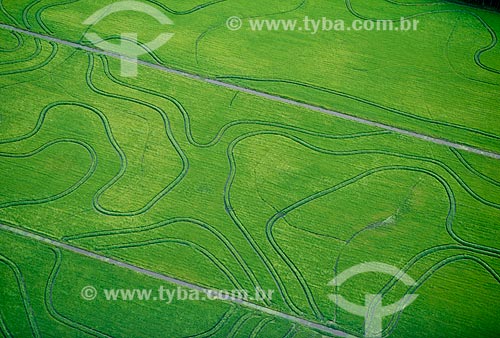  Subject: Plantation of rice / Place: Pelotas city - Rio Grande do Sul state (RS) - Brazil / Date: 2009 