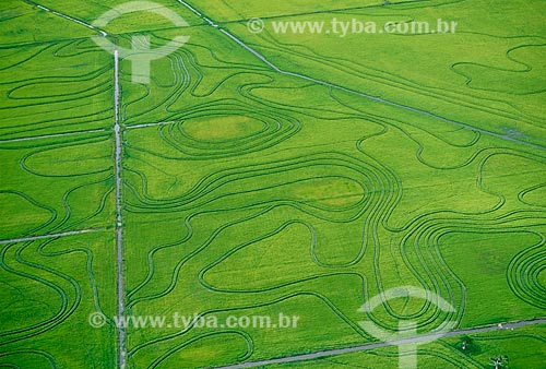  Subject: Plantation of rice / Place: Pelotas city - Rio Grande do Sul state (RS) - Brazil / Date: 2009 