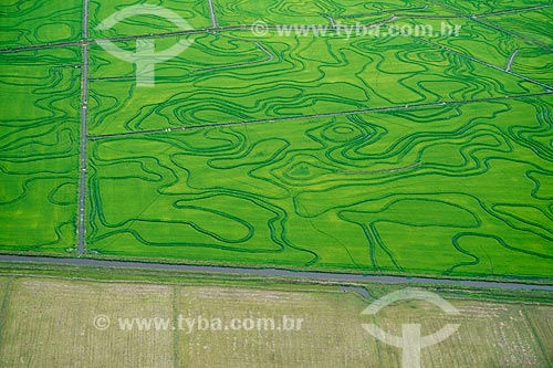  Subject: Plantation of rice / Place: Pelotas city - Rio Grande do Sul state (RS) - Brazil / Date: 2009 