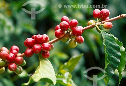  Subject: Plantation of coffee / Place: Luziânia city - Goias state (GO) - Brazil / Date: 2009 