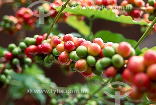  Subject: Plantation of coffee / Place: Luziânia city - Goias state (GO) - Brazil / Date: 2009 