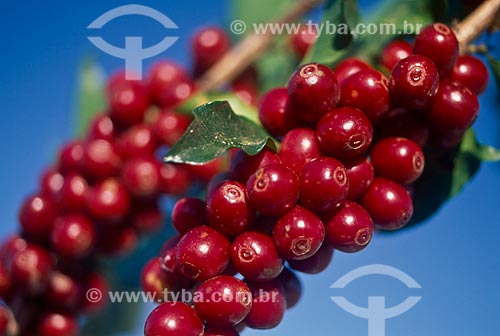  Subject: Plantation of coffee / Place: Luziânia city - Goias state (GO) - Brazil / Date: 2009 