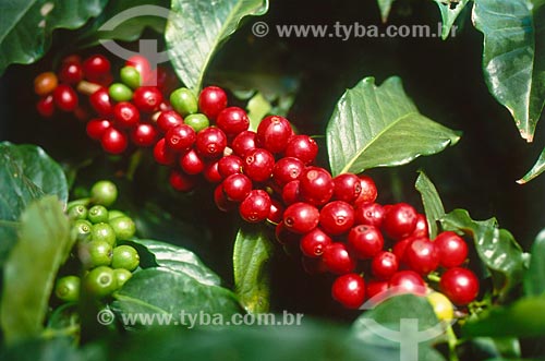  Subject: Plantation of coffee / Place: Luziânia city - Goias state (GO) - Brazil / Date: 2009 