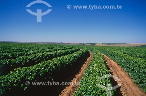  Subject: Plantation of coffee / Place: Luziânia city - Goias state (GO) - Brazil / Date: 2009 