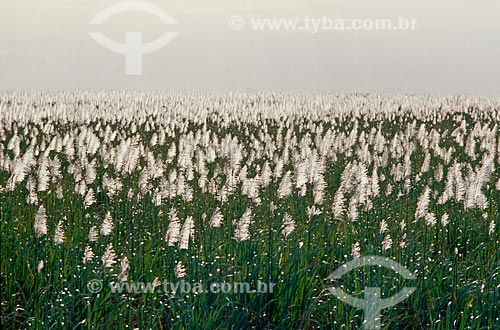  Subject: Flowering of sugarcane / Place: Recife city - Pernambuco state (PE) - Brazil / Date: 2009 