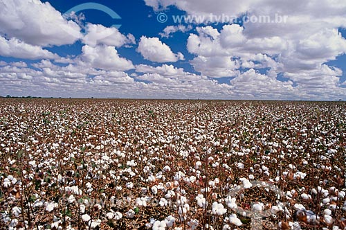  Subject: Planting of cotton  / Place: Tangara da Serra city -  Mato Grosso state (MT) - Brazil / Date: 05/2011 