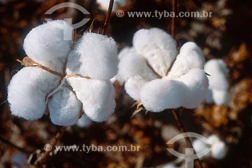  Subject: Planting of cotton  / Place: Tangara da Serra city -  Mato Grosso state (MT) - Brazil / Date: 05/2011 