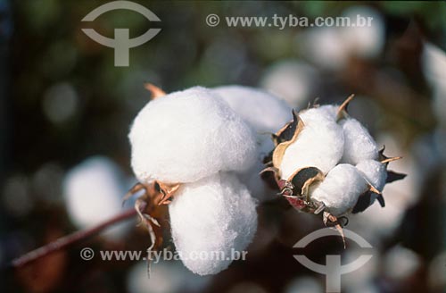  Subject: Planting of cotton  / Place: Tangara da Serra city -  Mato Grosso state (MT) - Brazil / Date: 05/2011 