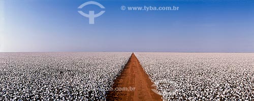  Subject: Planting of cotton  / Place: Tangara da Serra city -  Mato Grosso state (MT) - Brazil / Date: 05/2011 