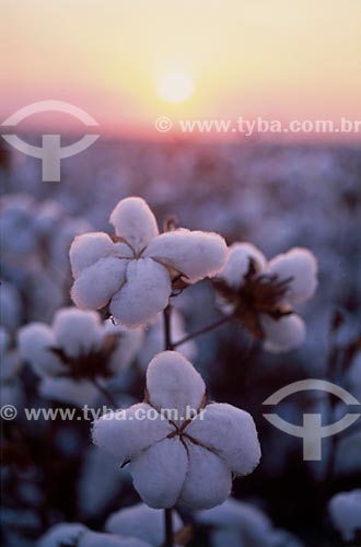  Subject: Planting of cotton  / Place: Tangara da Serra city -  Mato Grosso state (MT) - Brazil / Date: 05/2011 