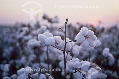  Subject: Planting of cotton  / Place: Tangara da Serra city -  Mato Grosso state (MT) - Brazil / Date: 05/2011 