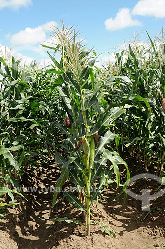  Subject: Corn Plantation / Place: Nossa Senhora das Dores city - Sergipe state (SE) - Brazil / Date: 06/2009 
