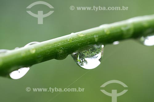  Subject: dewdrop / Place: Brazil / Date: 01/2009 