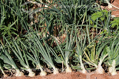  Subject: Plantation of onions in the backwoods of Pernambuco / Place: Umas district - Salgueiro city - Pernambuco state (PE) - Brazil / Date: 08/2010 