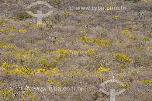  Subject: The caatinga vegetation in drought period / Place: Floresta city - Pernambuco state (PE) - Brazil / Date: 08/2010 
