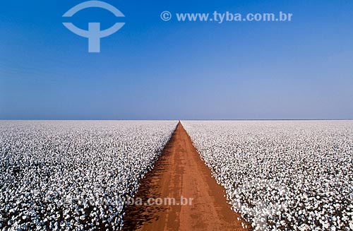  Subject: Planting of cotton  / Place: Tangara da Serra city - Mato Grosso state (MT) - Brazil / Date: 05/2011 