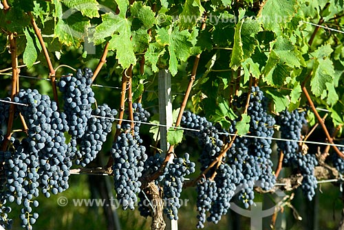  Subject: Planting of grapes for wine production - Miolo Winery / Place: Bento Gonçalves city - Rio Grande do Sul state (RS) - Brazil / Date: 02/2009 