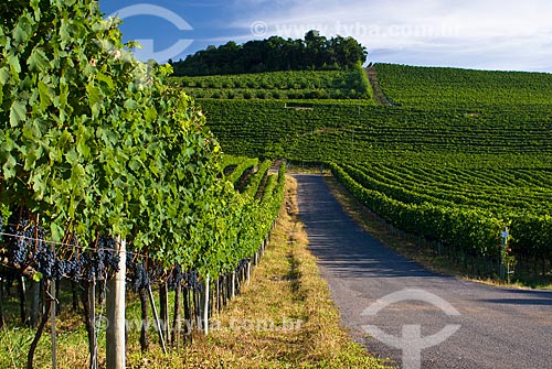  Subject: Planting of grapes for wine production - Miolo Winery / Place: Bento Gonçalves city - Rio Grande do Sul state (RS) - Brazil / Date: 02/2009 