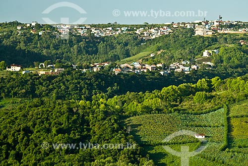  Subject: Planting of grapes for wine production - Miolo Winery / Place: Bento Gonçalves city - Rio Grande do Sul state (RS) - Brazil / Date: 02/2009 