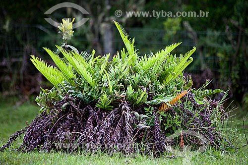  Subject: Fern in the Aparados da Serra National Park / Place: Cambara do Sul city - Rio Grande do Sul state (RS) - Brazil / Date: 03/2011 