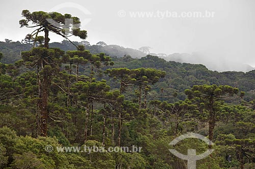  Subject: Araucaria - Aparados da Serra National Park / Place: Cambara do Sul city - Rio Grande do Sul state (RS) - Brazil / Date: 03/2011 