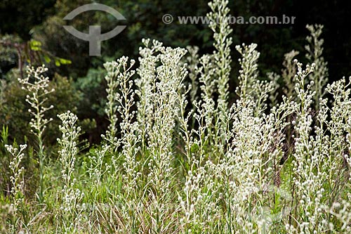  Subject: Vegetation in the Aparados da Serra National Park / Place: Cambara do Sul city - Rio Grande do Sul state (RS) - Brazil / Date: 03/2011 