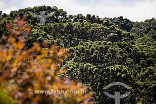  Subject: Araucarias / Place: Canela city - Rio Grande do Sul state (RS) - Brazil / Date: 03/2011 