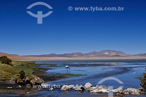  Subject: Flamingos in Laguna Canapas - Eduardo Avaroa Andean Fauna National Reserve  / Place: Atacama Desert  -  North of Chile  -  South America / Date: 01/2011 