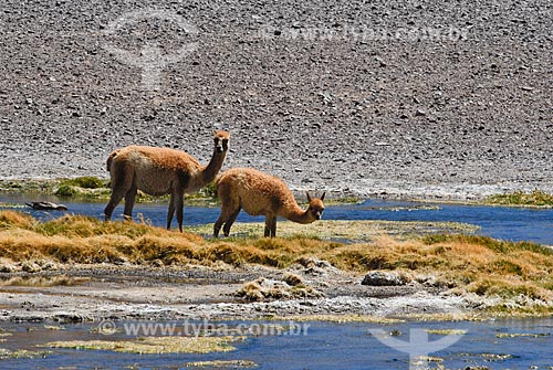  Subject: Vicunas - mammal of the Andean highlands / Place: Atacama Desert - North of Chile - South America / Date: 01/2011 