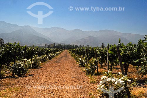  Subject: Vineyard Aquitaine / Place: Santiago city - Chile - South America / Date: 01/2011 