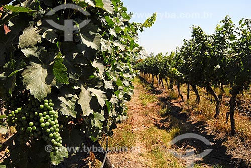  Subject: Vineyard Aquitaine / Place: Santiago city - Chile - South America / Date: 01/2011 