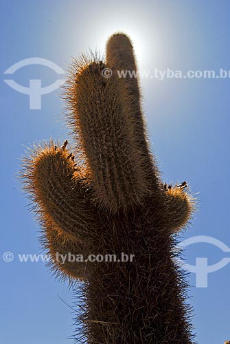  Subject: Cactus Giants of Incahuasi island in the middle of Salar de Uyuni / Place: Bolivia - South America / Date: 01/2011 