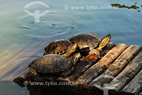  Subject: DOrbignys slider(Trachemys dorbigni) in the Botanical Garden / Place: Botanical Garden neighborhood - Rio de Janeiro city - Rio de Janeiro state (RJ) - Brazil / Date: 11/2010 