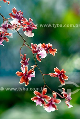  Subject: Orchid in the Botanical Garden / Place: Botanical Garden neighborhood - Rio de Janeiro city - Rio de Janeiro state (RJ) - Brazil / Date: 11/2010 