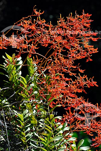  Subject: Orchid in the Botanical Garden / Place: Botanical Garden neighborhood - Rio de Janeiro city - Rio de Janeiro state (RJ) - Brazil / Date: 11/2010 