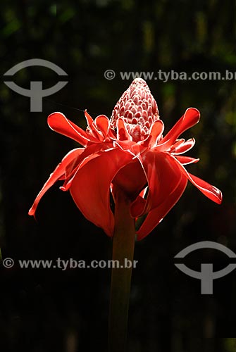  Subject: (Phaeomeria magnifica) - Torch Ginger in the Botanical Garden / Place: Botanical Garden neighborhood - Rio de Janeiro city - Rio de Janeiro state (RJ) - Brazil / Date: 11/2010 