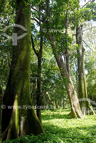  Subject: Trees in the Botanical Garden / Place: Botanical Garden neighborhood - Rio de Janeiro city - Rio de Janeiro state (RJ) - Brazil / Date: 11/2010 
