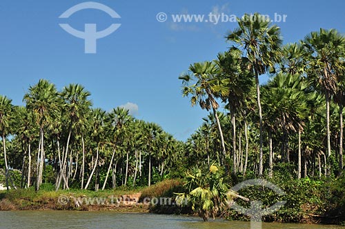  Subject: View of carnaubas on the Preguica River  / Place: Maranhao state (MA) - Brazil / Date: 07/2011 