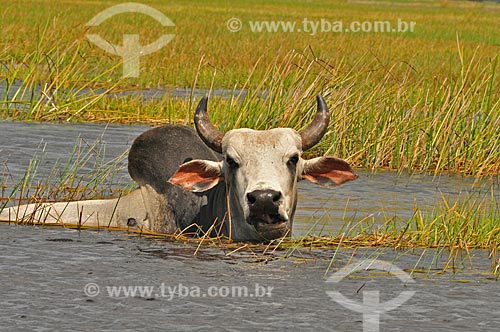  Subject: Cattle in Santo Amaro lagoon - Lencois Maranhenses / Place: Santo Amaro city - Maranhao state (MA) - Brazil / Date: 07/2011 