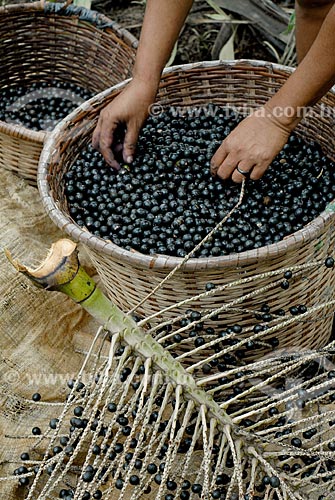  Subject: Basket with Acai fruit / Place: Igarape-Miri city - Para state (PA) - Brazil / Date: 02/2008 