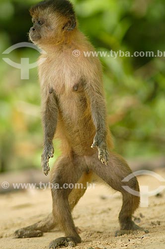  Subject: Capuchin Monkey / Place: Barreirinhas city - Maranhao state (MA) - Brazil / Date: 02/2006 