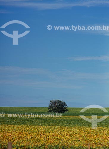  Subject: Plantation of soybeans / Place: Passo Fundo city - Rio Grande do Sul state (RS) - Brazil / Date: 2009 
