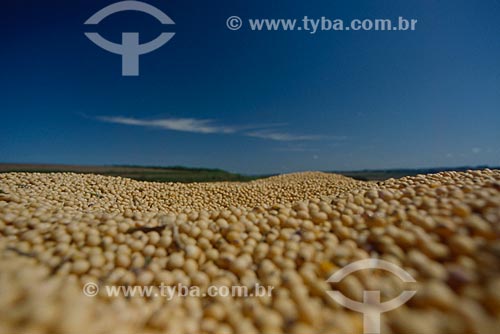  Subject: Soybeans grains / Place: Santo Angelo city - Rio Grande do Sul state (RS) - Brazil  / Date: 2009 